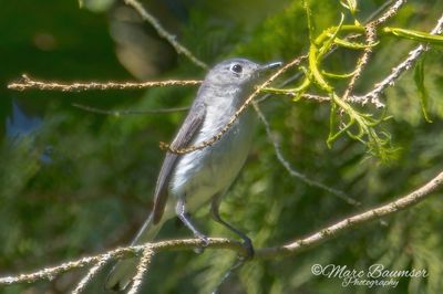 Blue-gray Gnatcatcher 52944