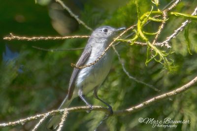  Blue-gray Gnatcatcher 52944