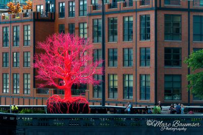 Old Tree On The High Line 1300338