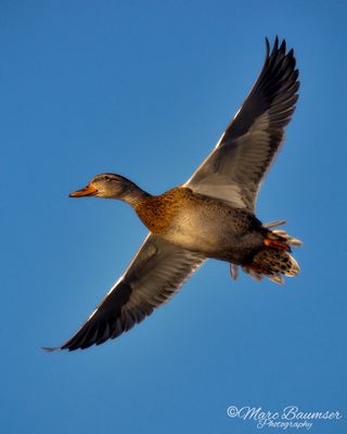 Female Mallard 56258