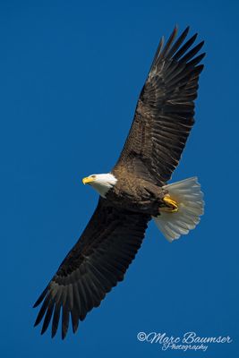 Bald Eagle 46331