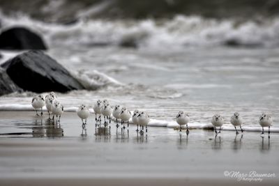 Cape May Sanderling 48457