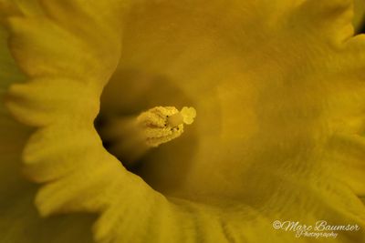 Daffodil 60214