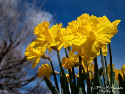 Daffodils 60324