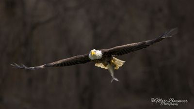 Bald Eagle 61626