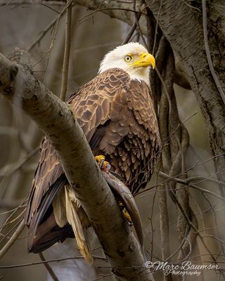 Bald Eagle 60393