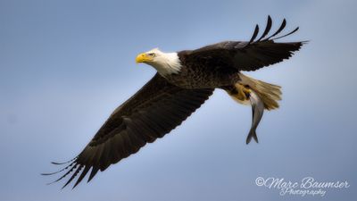 Bald Eagle 61189
