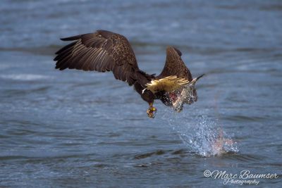 Bald Eagle 61915