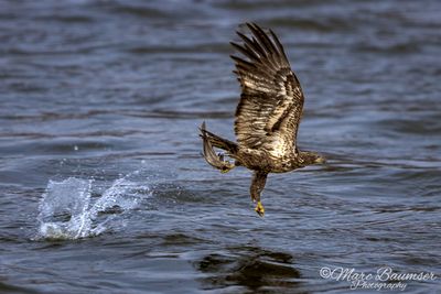 Bald Eagle 62252
