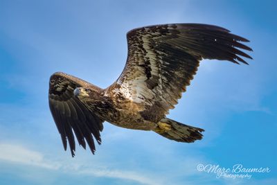 Bald Eagle 62070