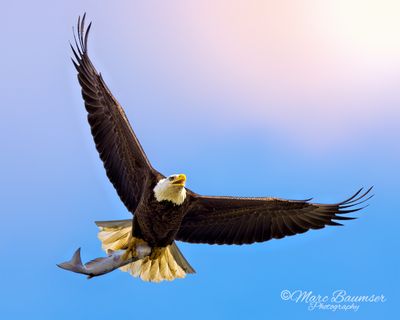 Bald Eagle 61584