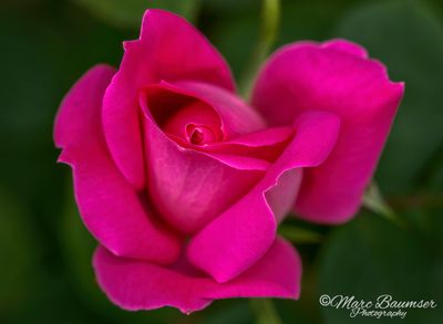 Spring Rose 63313