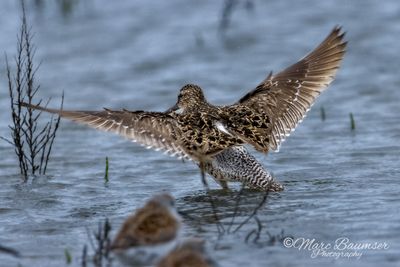 Short Billed Dowitcher 63624