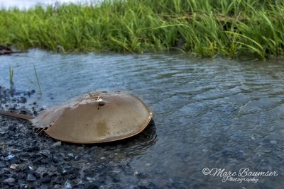 Horseshoe Crab 63699