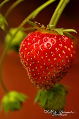 First Strawberry 67209
