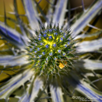Longwood Gardens 67223