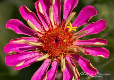 Longwood Gardens 67233