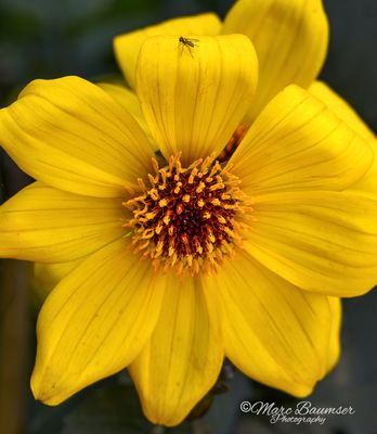 Longwood Gardens 67245
