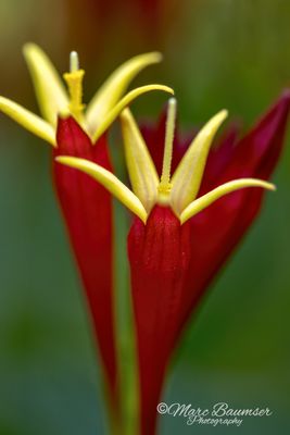 Longwood Gardens 67287