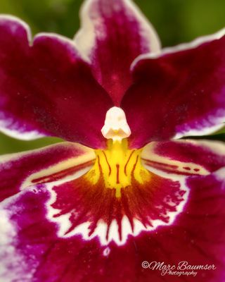 Longwood Gardens 67368