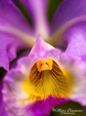 Longwood Gardens 67375