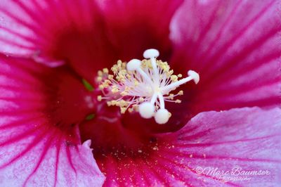 Longwood Gardens 42074-76