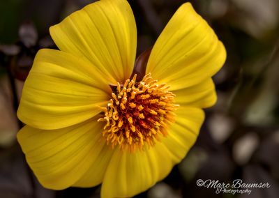 Longwood Gardens 67240
