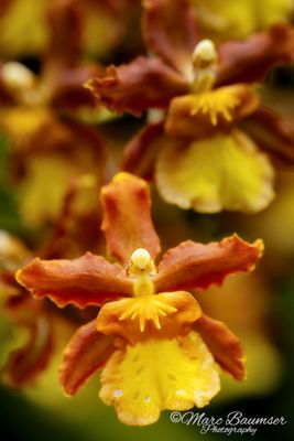 Longwood Gardens 67371