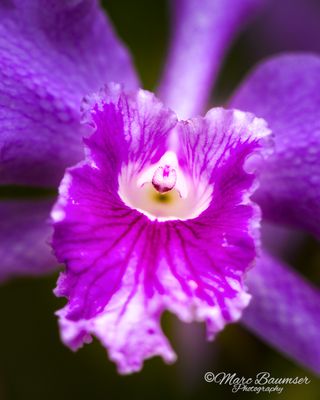 Longwood Gardens, PA