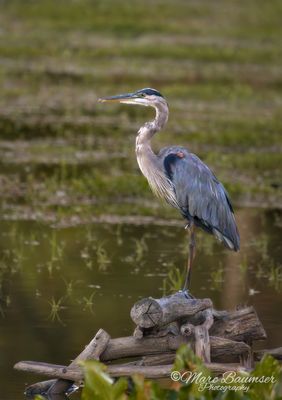 Great Blue Heron 68859