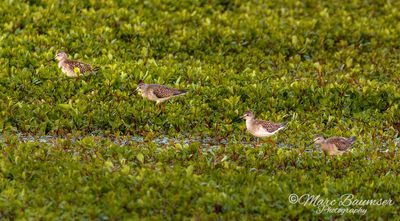 Lesser Yellowlegs 68939