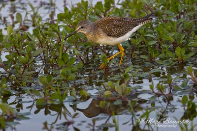 Lesser Yellowlegs 69007