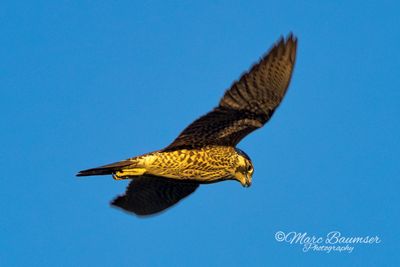 Peregrine Falcon 69093