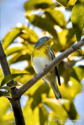 Northern Parula 69203
