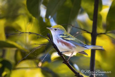 Chestnut-sided Warbler 69234