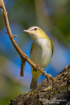 Red-eyed Vireo 69341