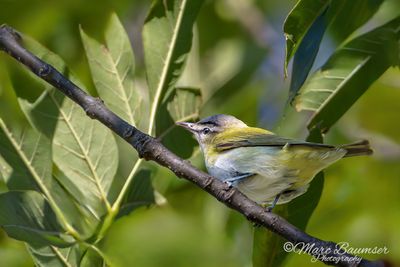 Red-eyed Vireo 69419