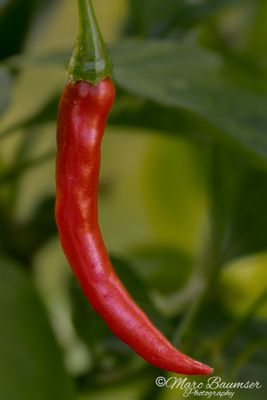Dragon Cayenne 69490