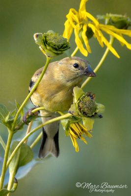 American Goldfinch 69733