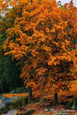 Central Park 1310424