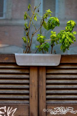 Window Basil 60765
