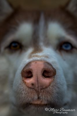 Krypto 64319