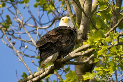 Bald Eagle 65621