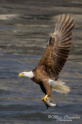 Bald Eagle 66046