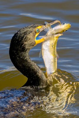 Double-crested Cormorant 65674