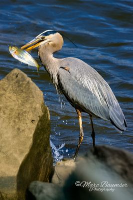 Great Blue Heron 66217