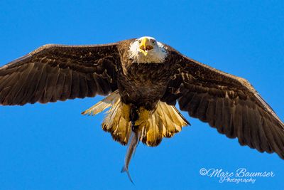 Conowingo Dam