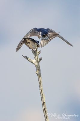 Tree Swallow Hook-up 67061