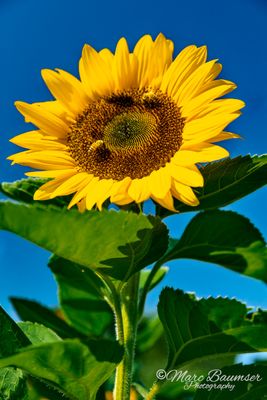 Sunflower 9215
