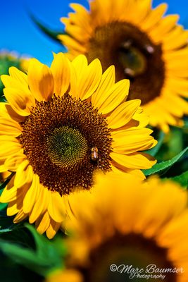 Sunflowers 9219